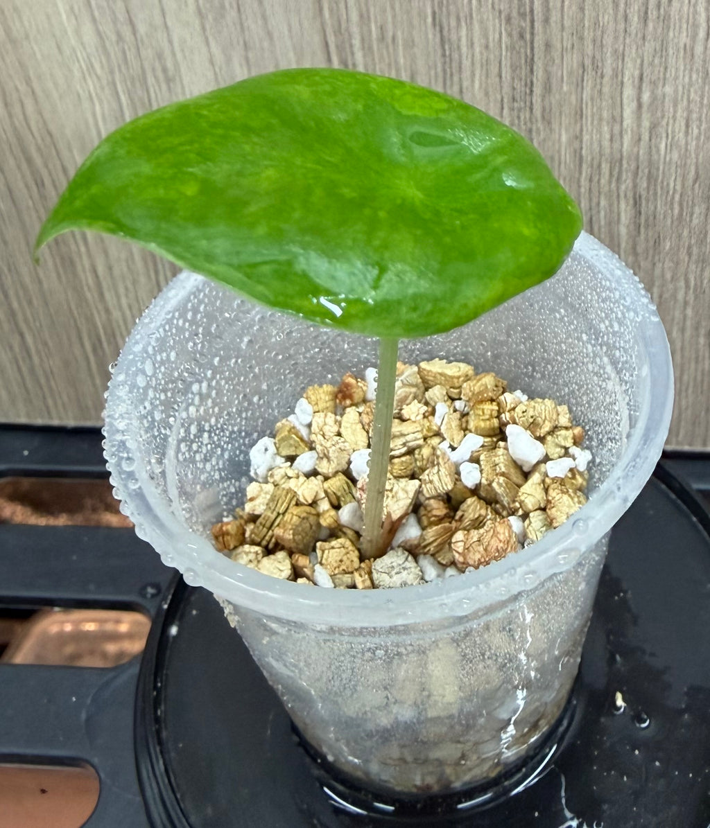 Alocasia Pink Dragon Aurea