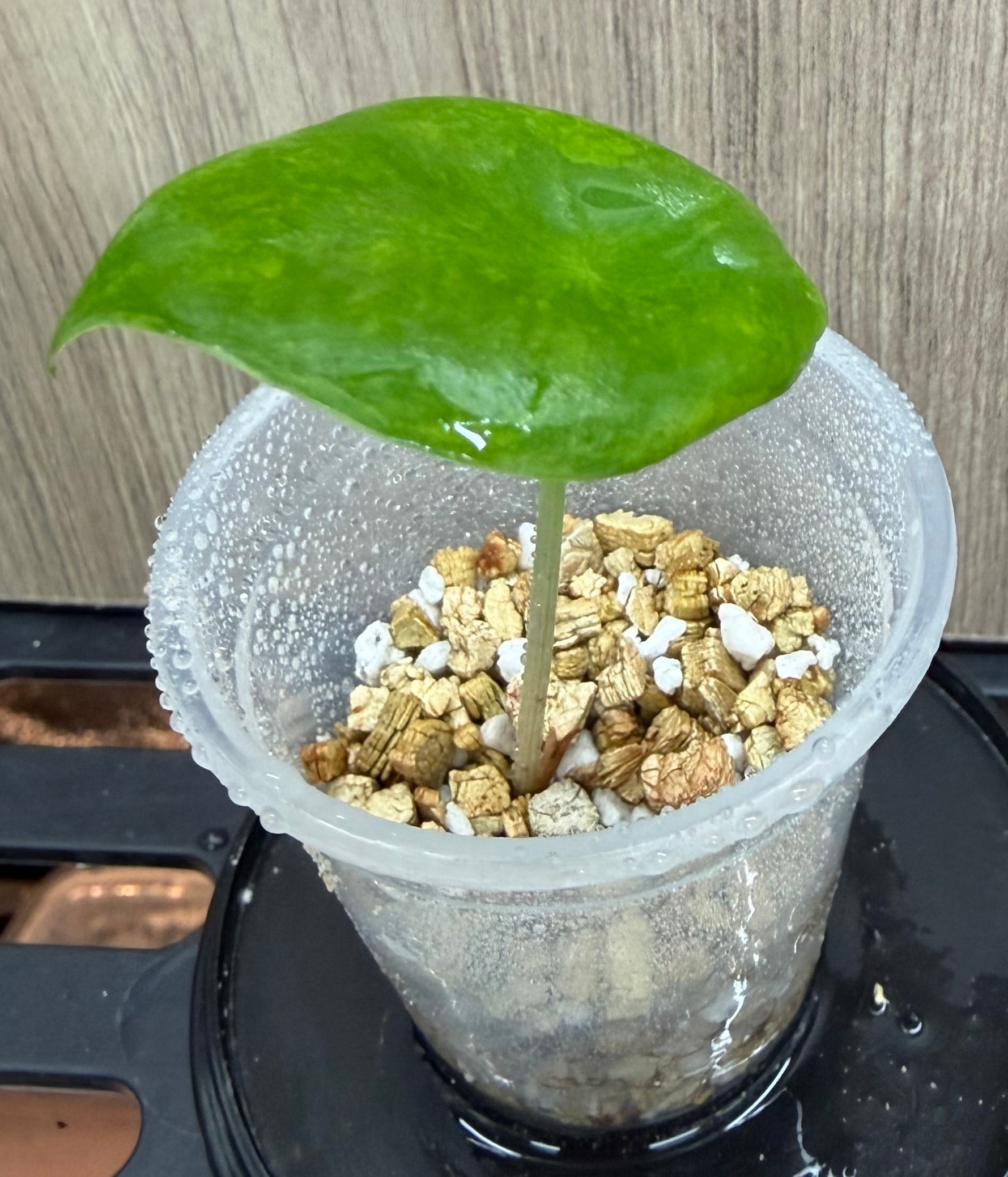 Alocasia Pink Dragon Aurea