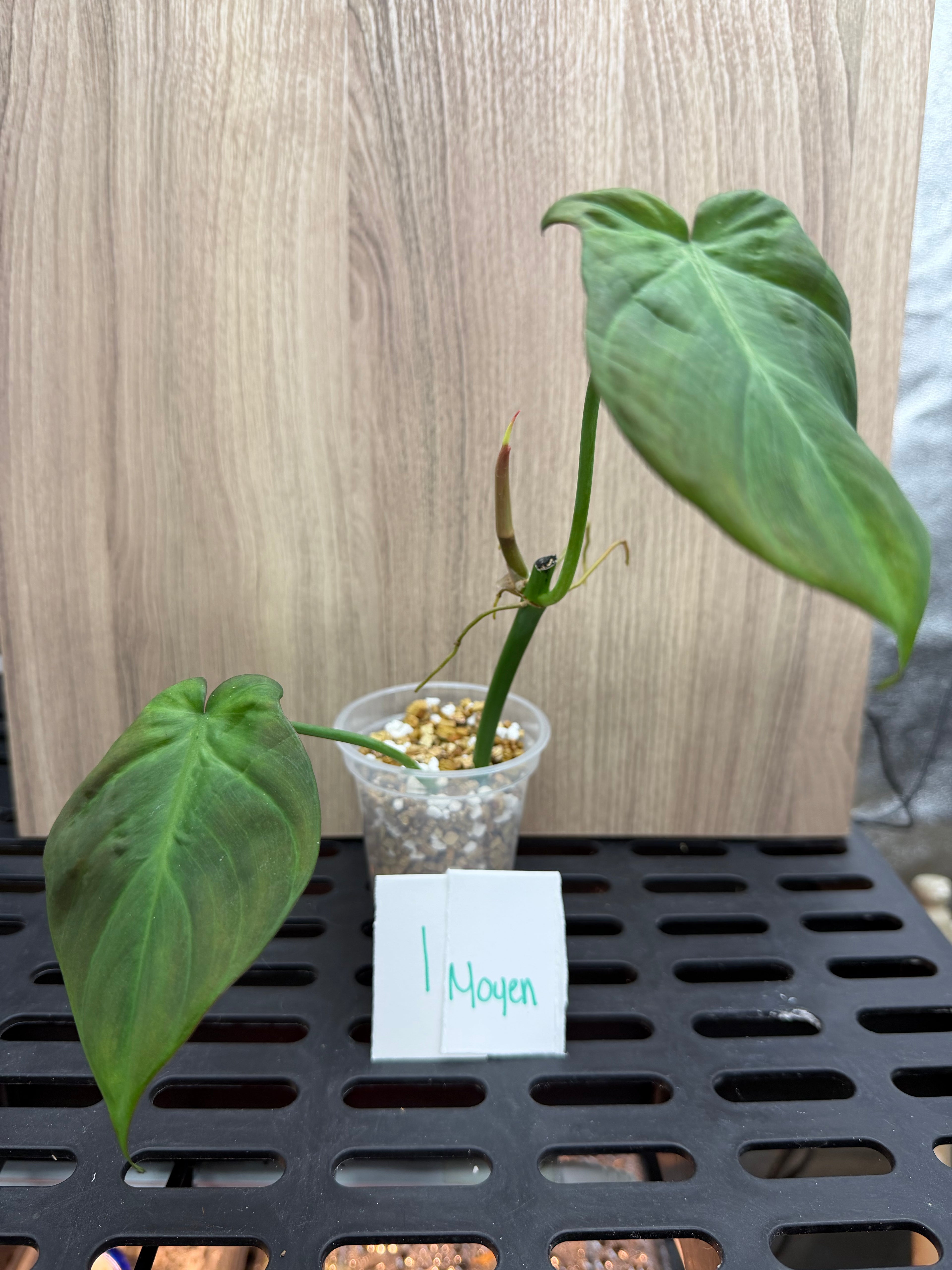 Philodendron Camposportoanum