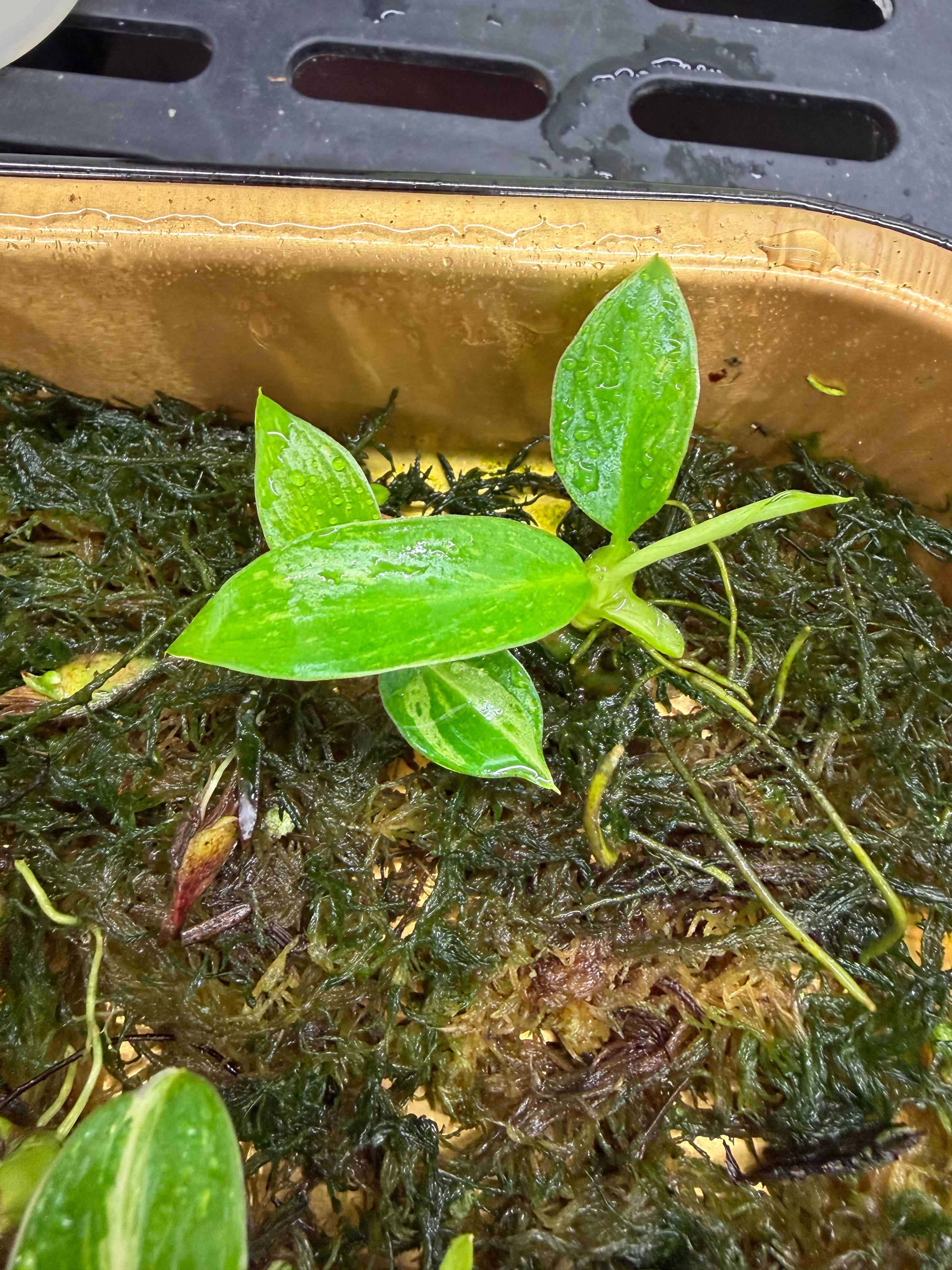 Philodendron Jose Buono Variegated