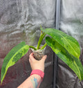 Philodendron Jose Buono Variegated