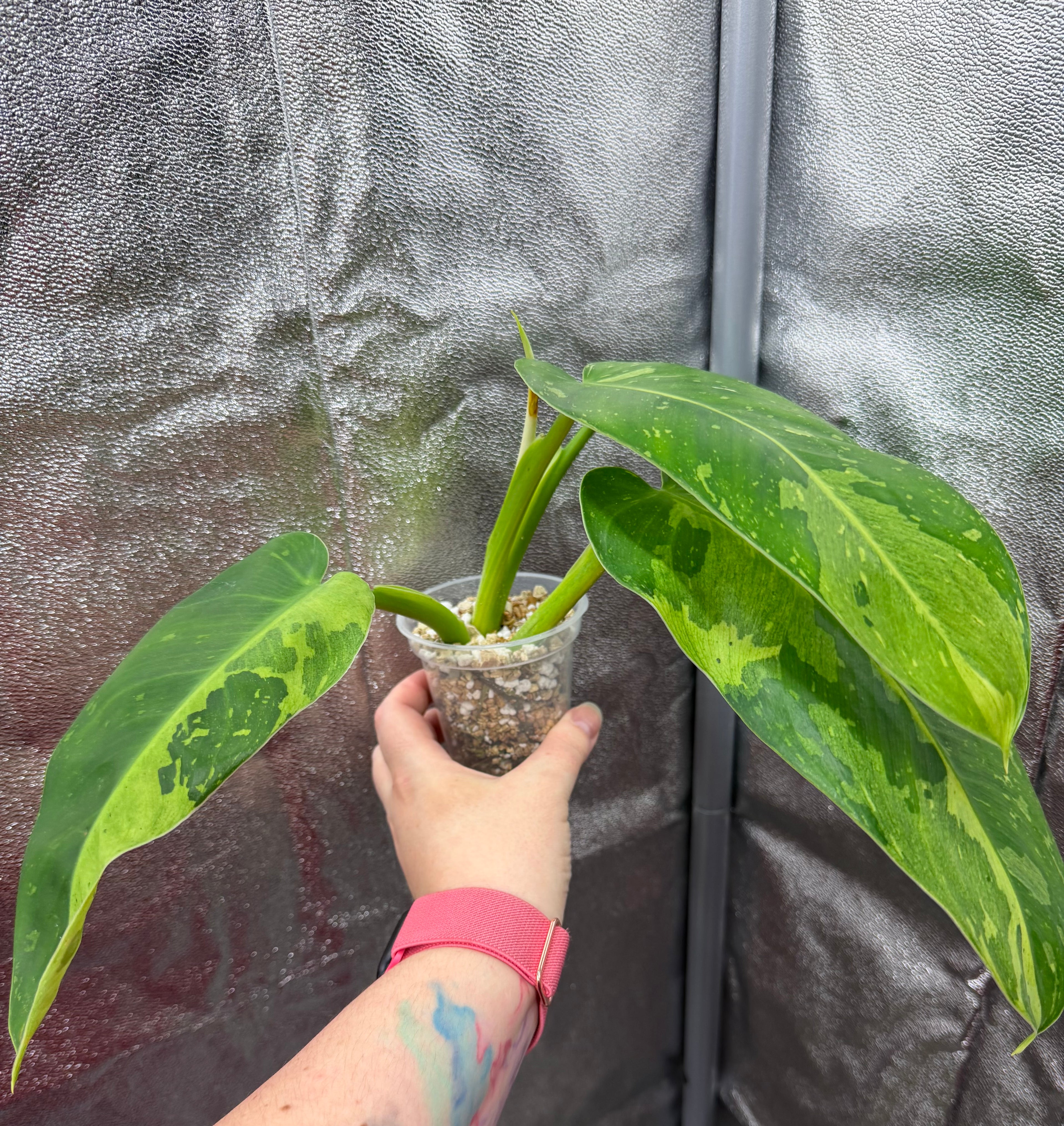 Philodendron Jose Buono Variegated