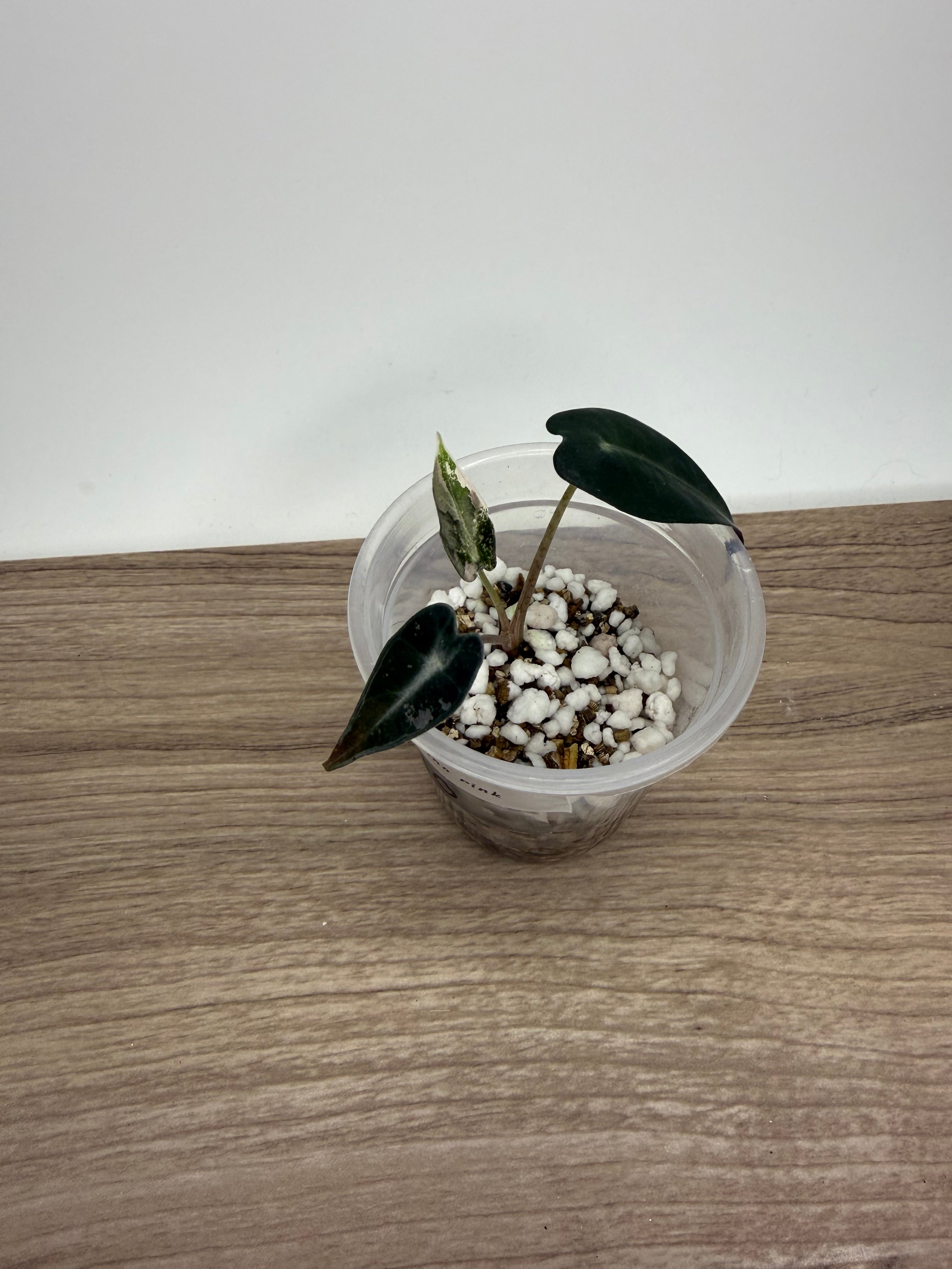 Alocasia Bambino Pink Variegated