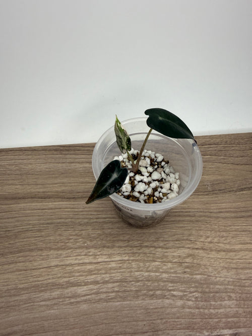 Alocasia Bambino Pink Variegated