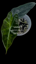 Alocasia Sanderiana Bull Aurea