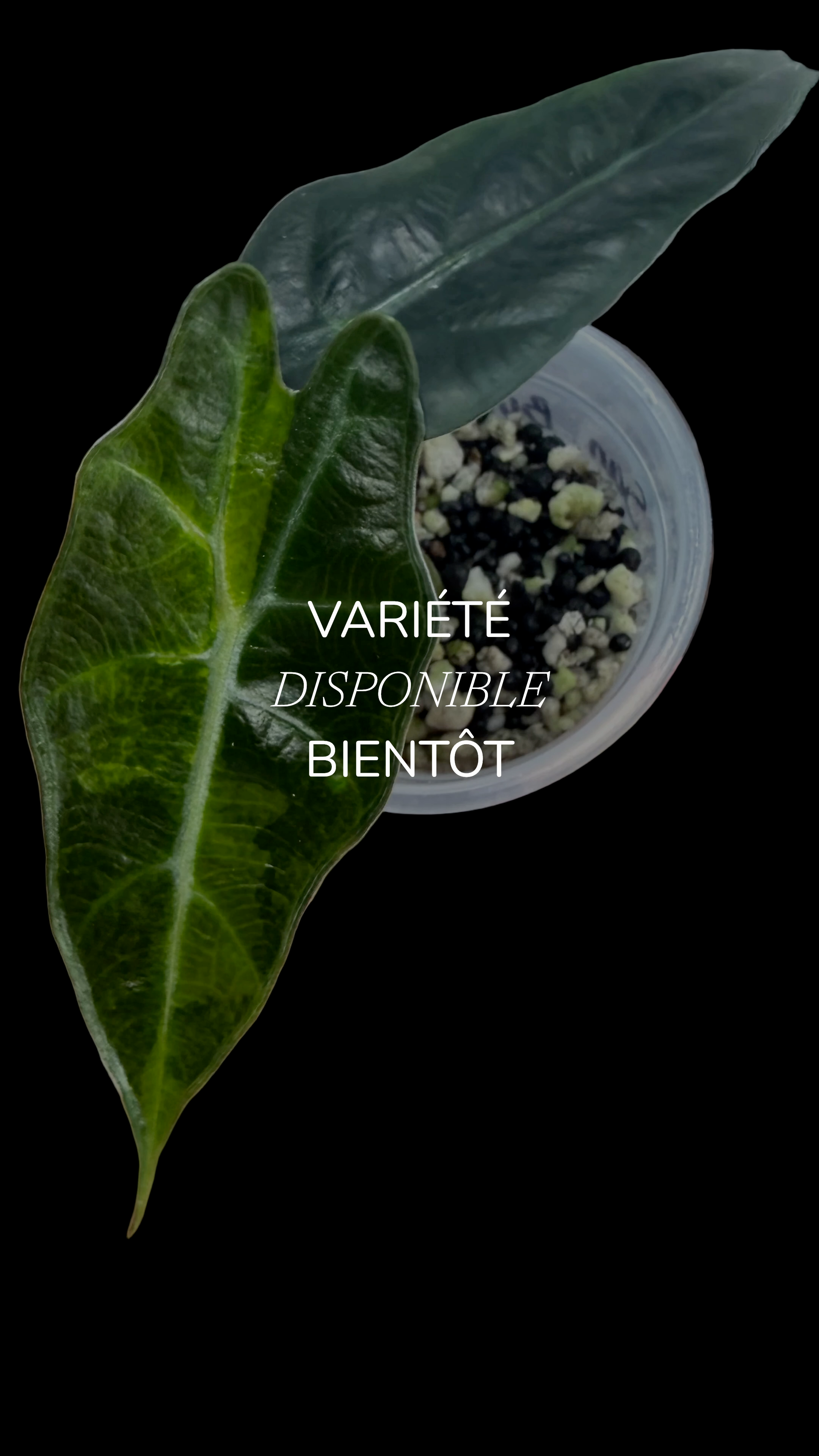 Alocasia Sanderiana Bull Aurea