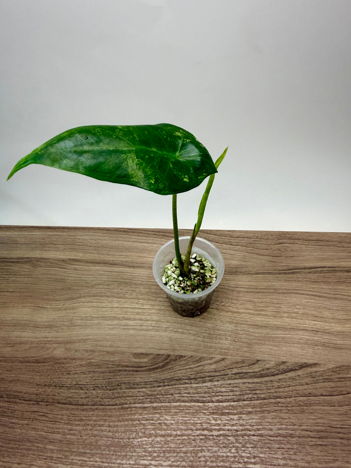 Alocasia Longiloba Albo