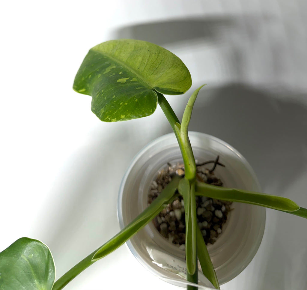 Philodendron Jose Buono Variegated
