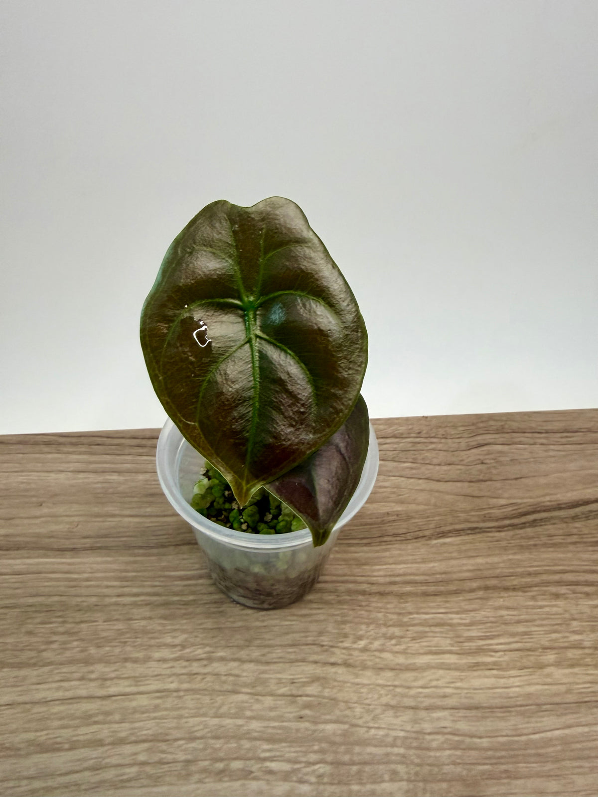 Alocasia Cuprea Red Secret