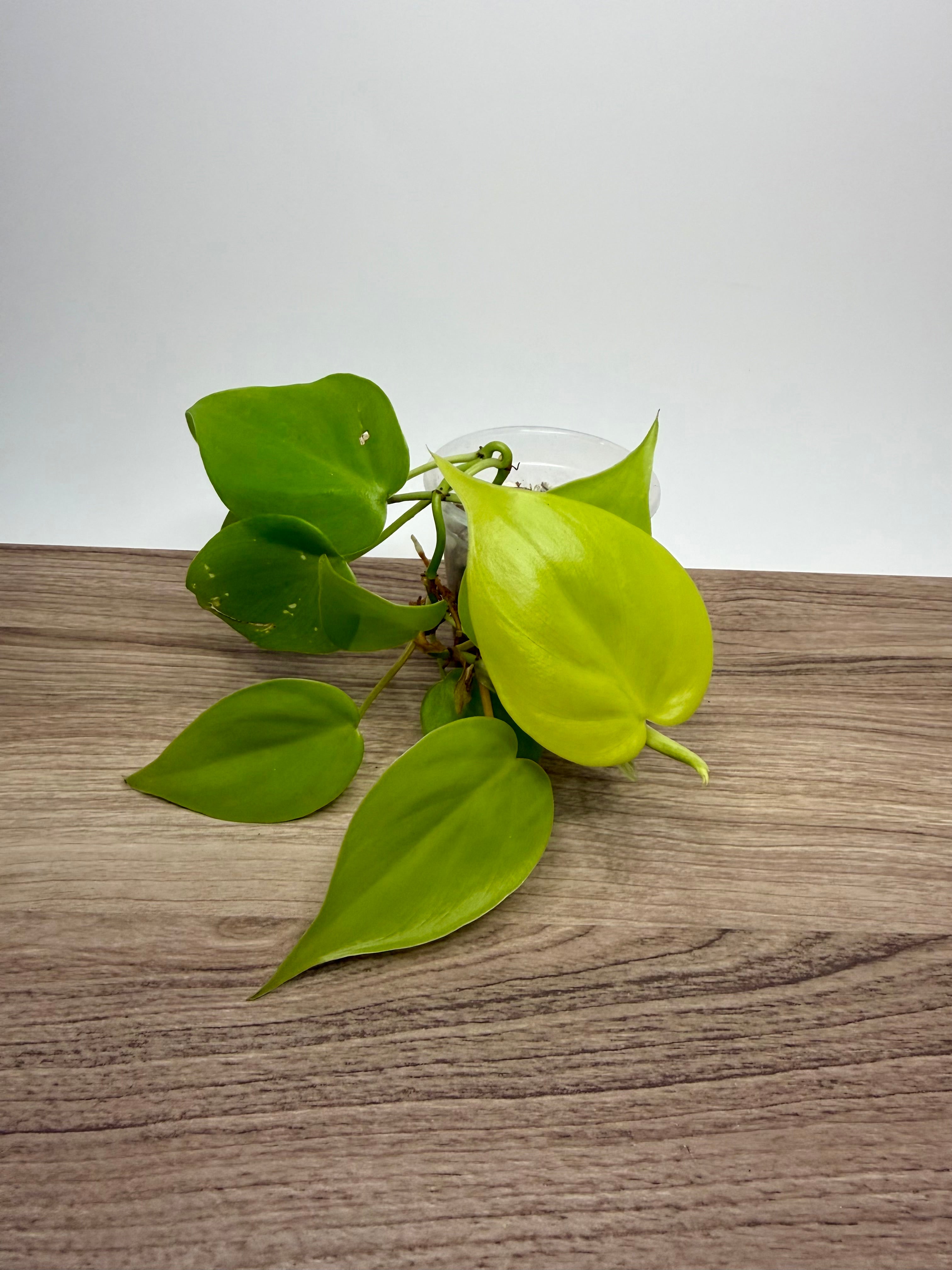 Philodendron Lemon Lime