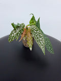 Begonia Maculata