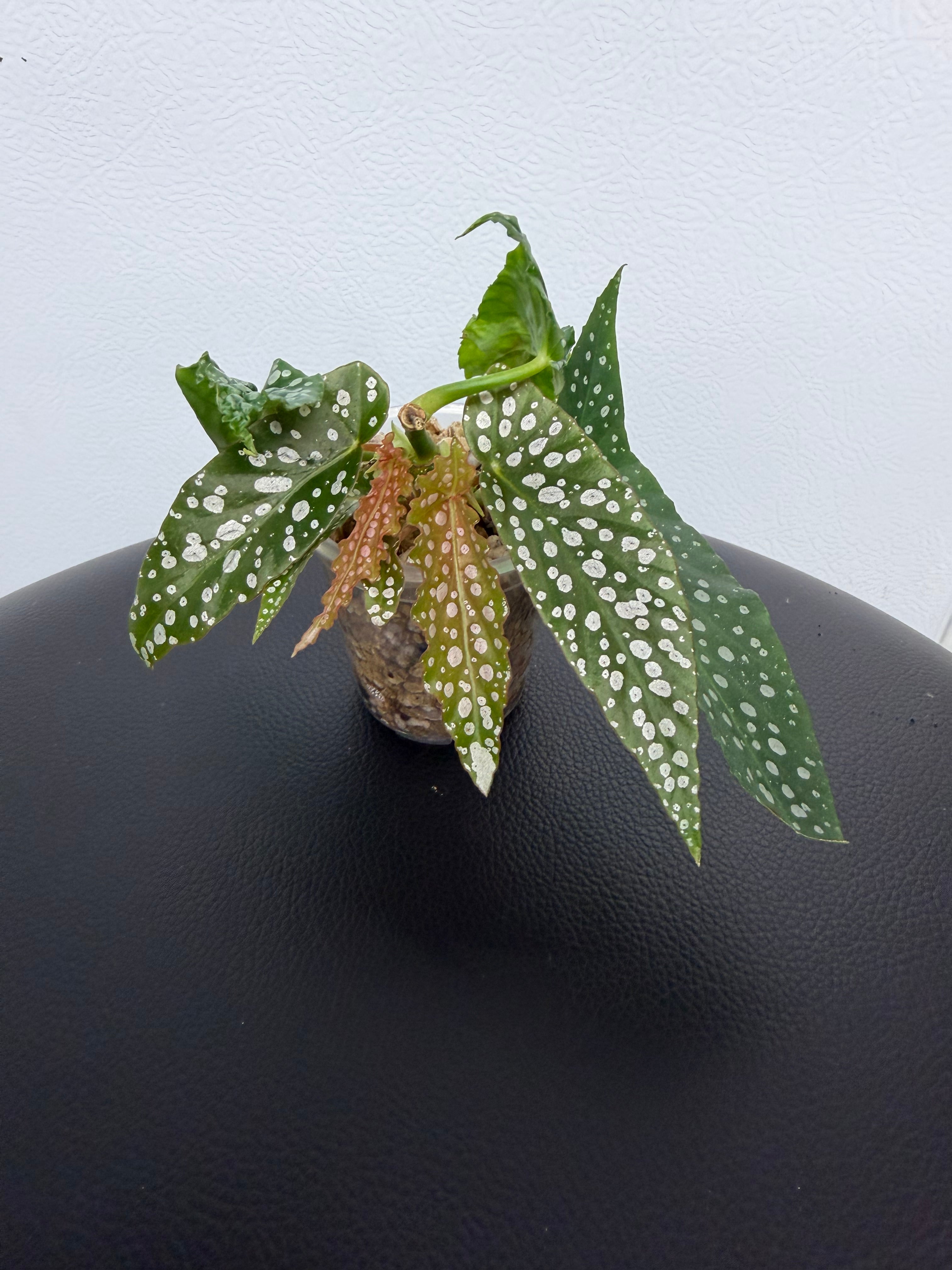 Begonia Maculata