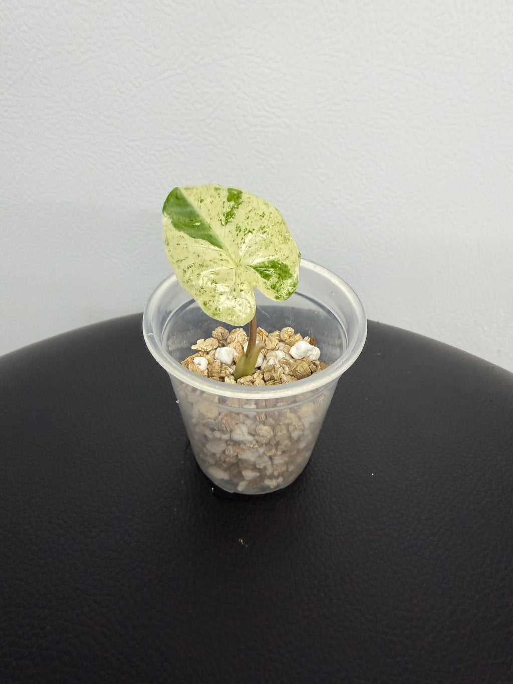 Alocasia Macrorrhiza Splash