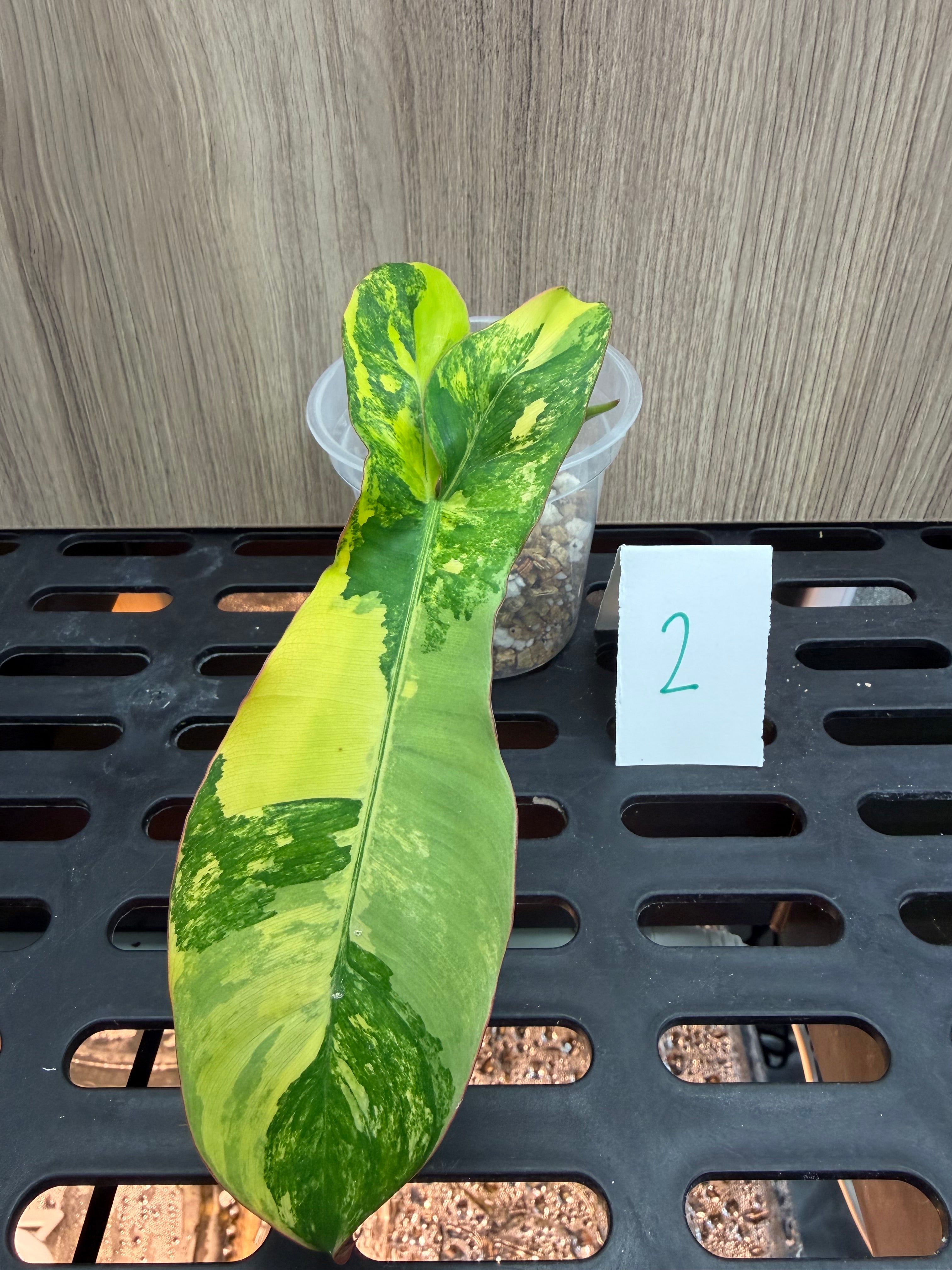 Philodendron Florida Beauty x Paraiso x Billie