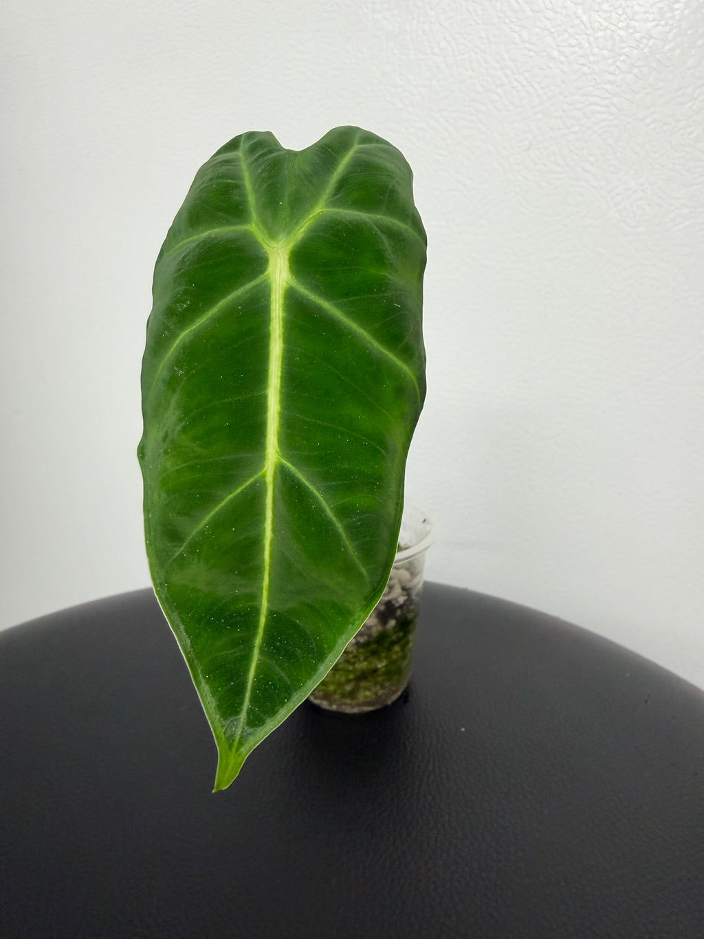 Alocasia Frydek