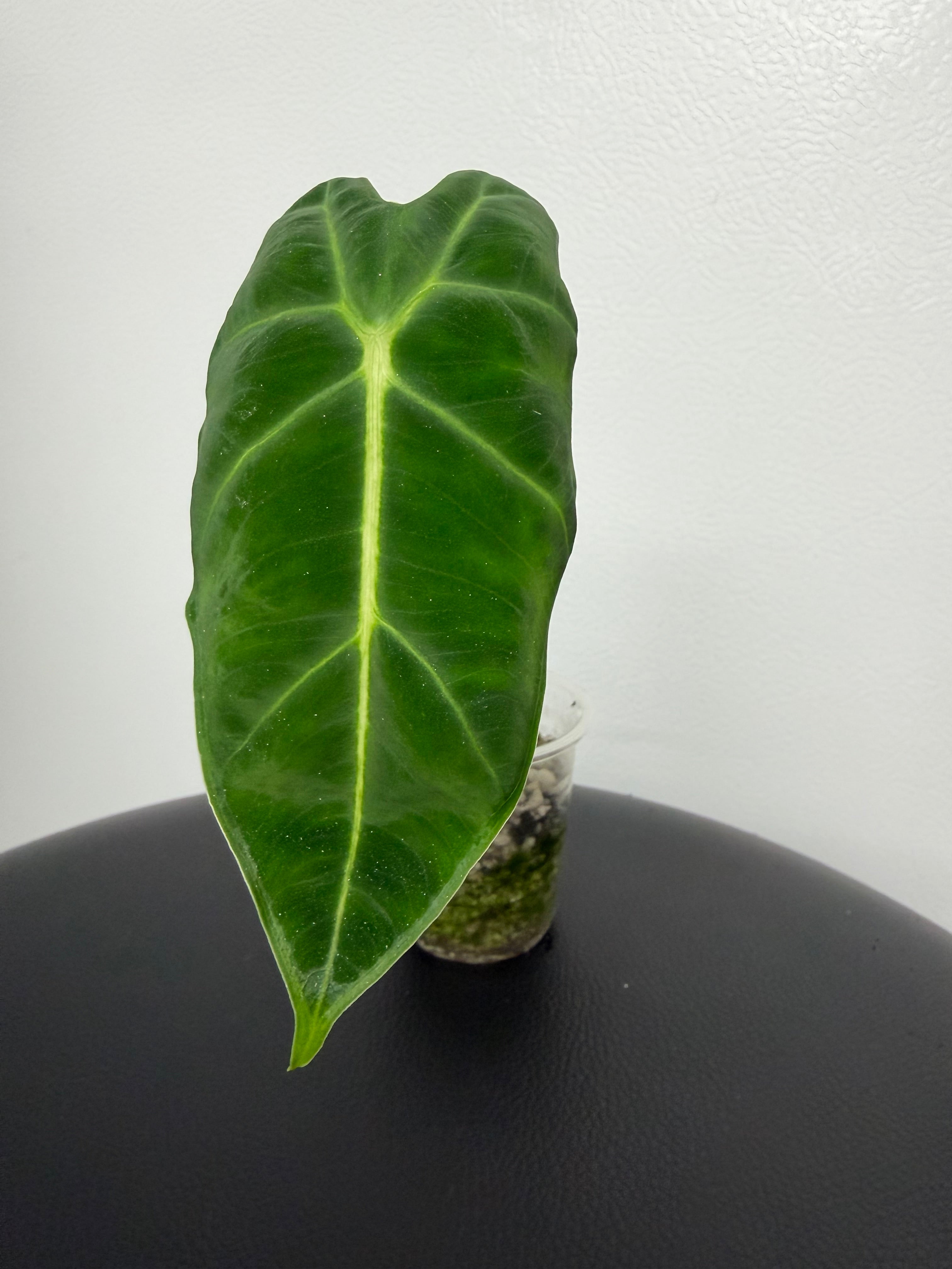 Alocasia Frydek