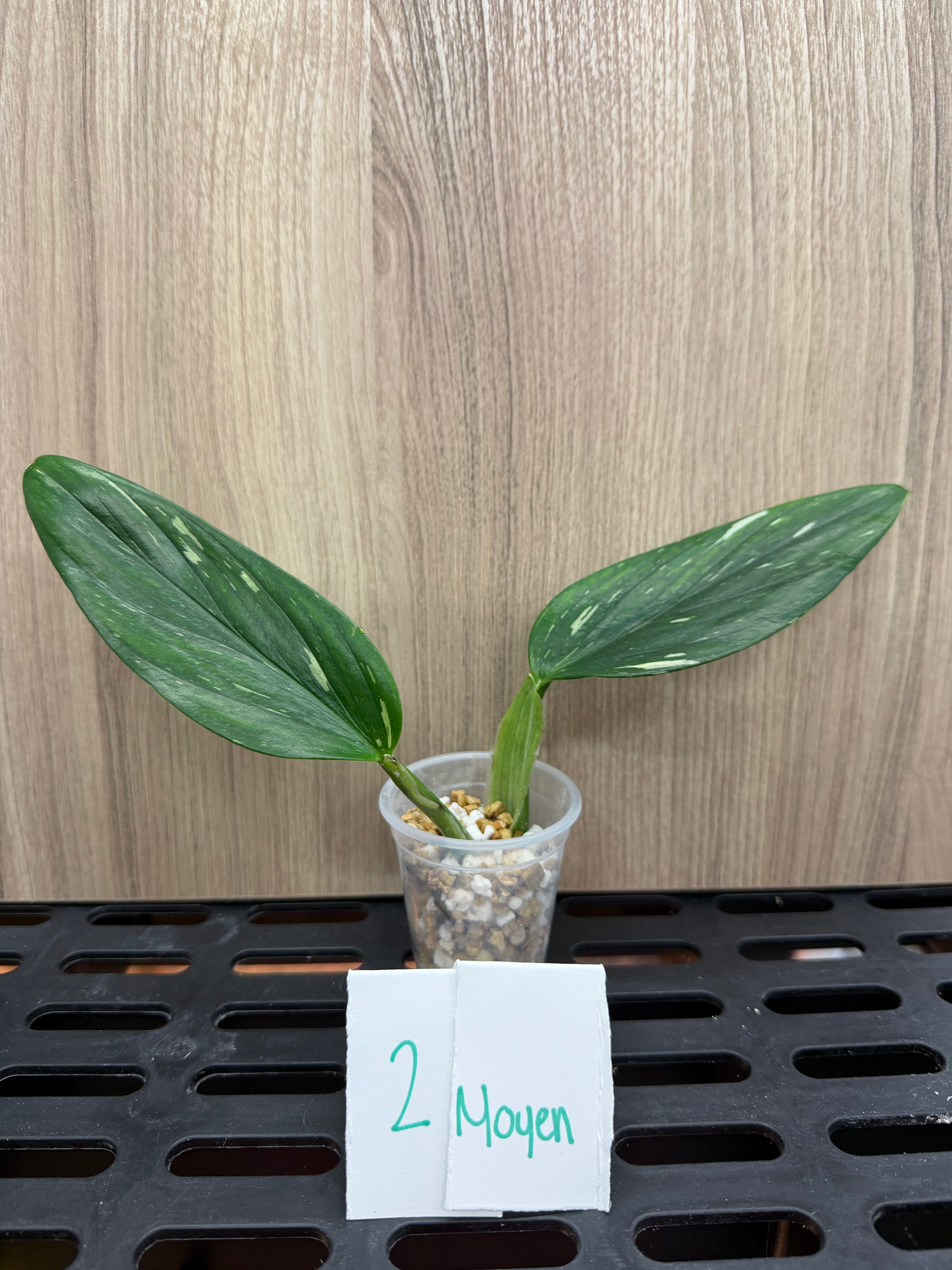 Monstera Standleyana Albo