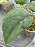 Scindapsus Platinum