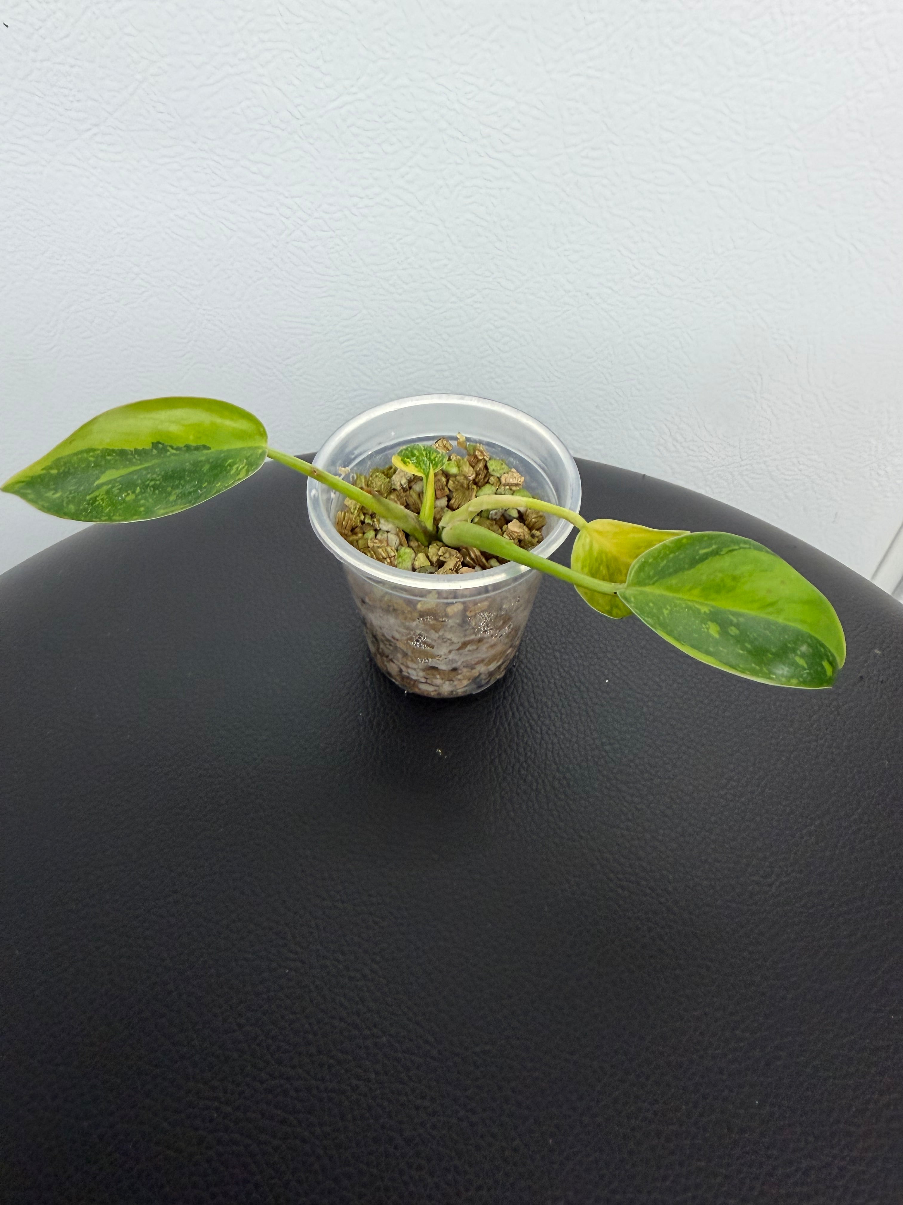 Philodendron Green Congo Nuclear