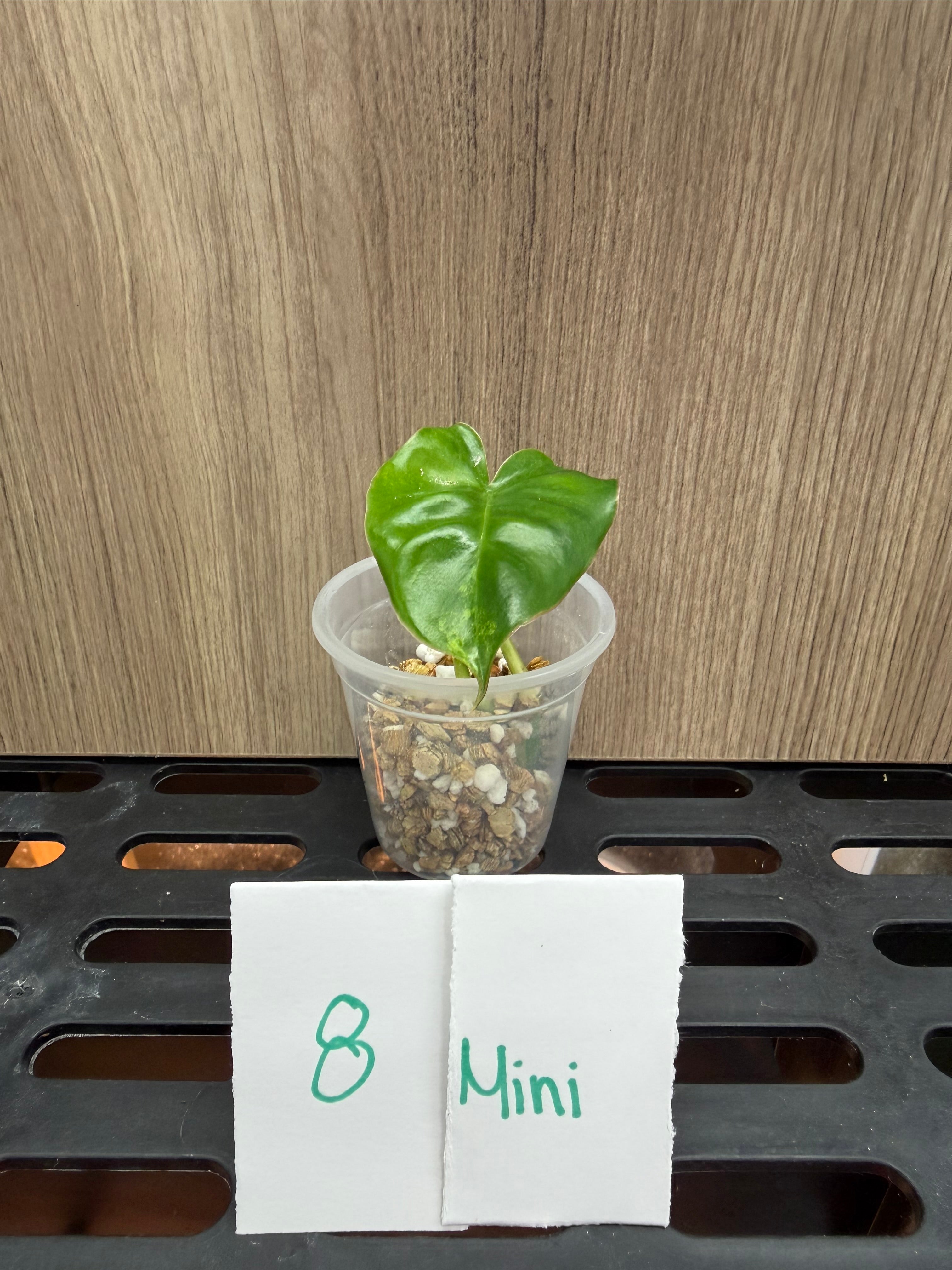 Philodendron Burl Marx Variegata