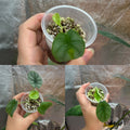 Alocasia Silver Dragon