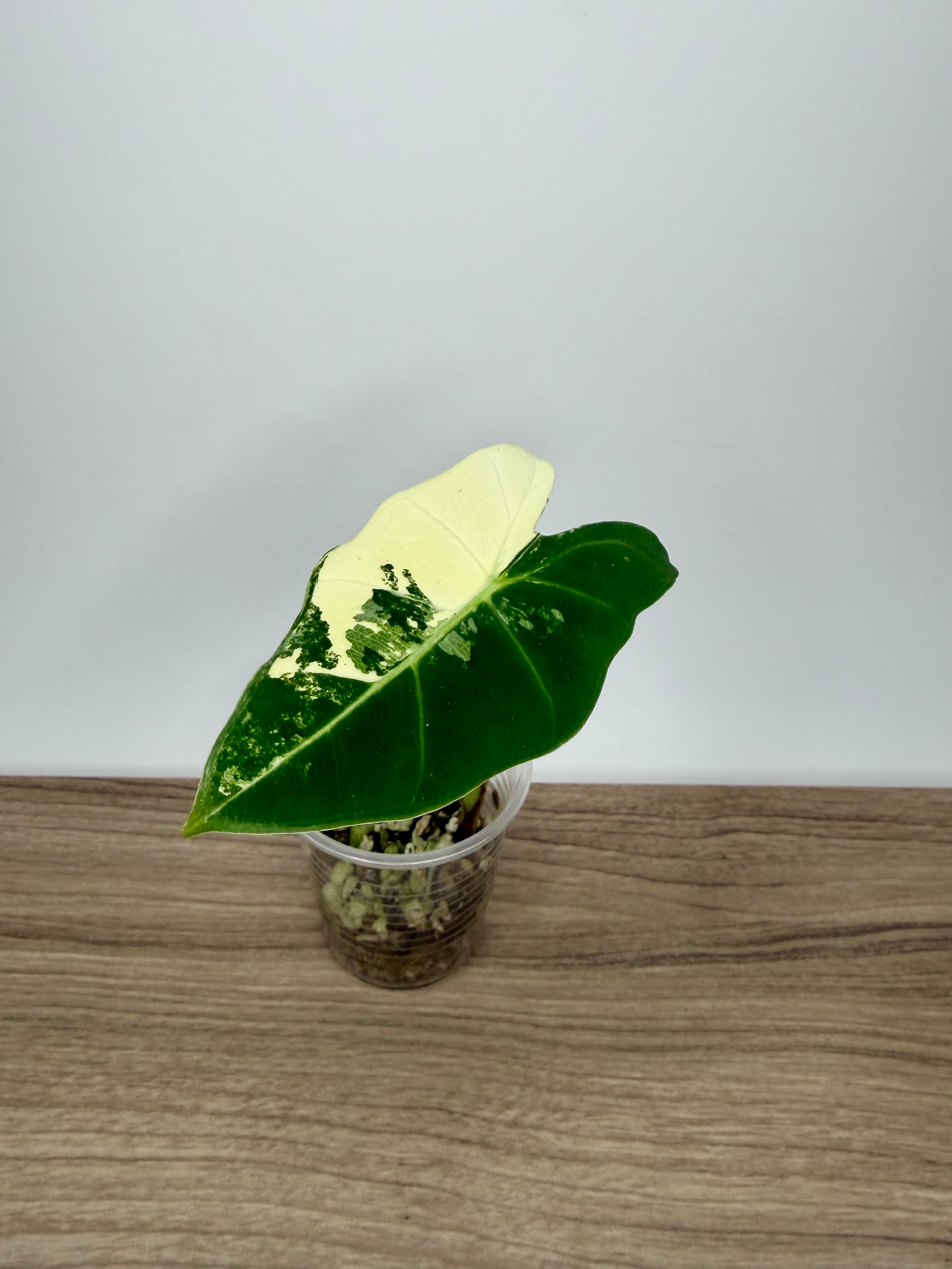 Alocasia Frydek Varigata