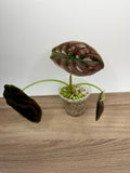 Alocasia Cuprea Red Secret