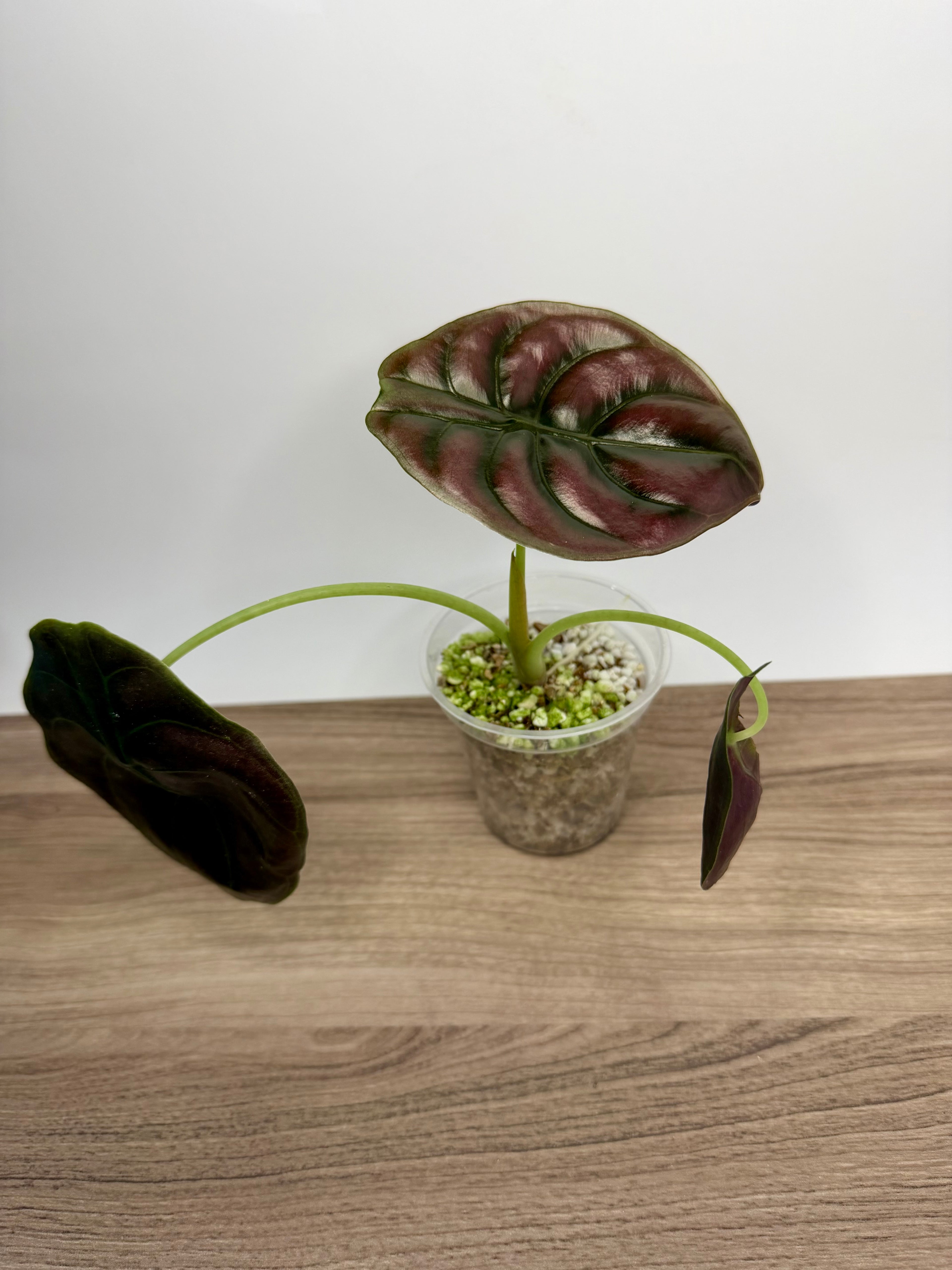 Alocasia Cuprea Red Secret