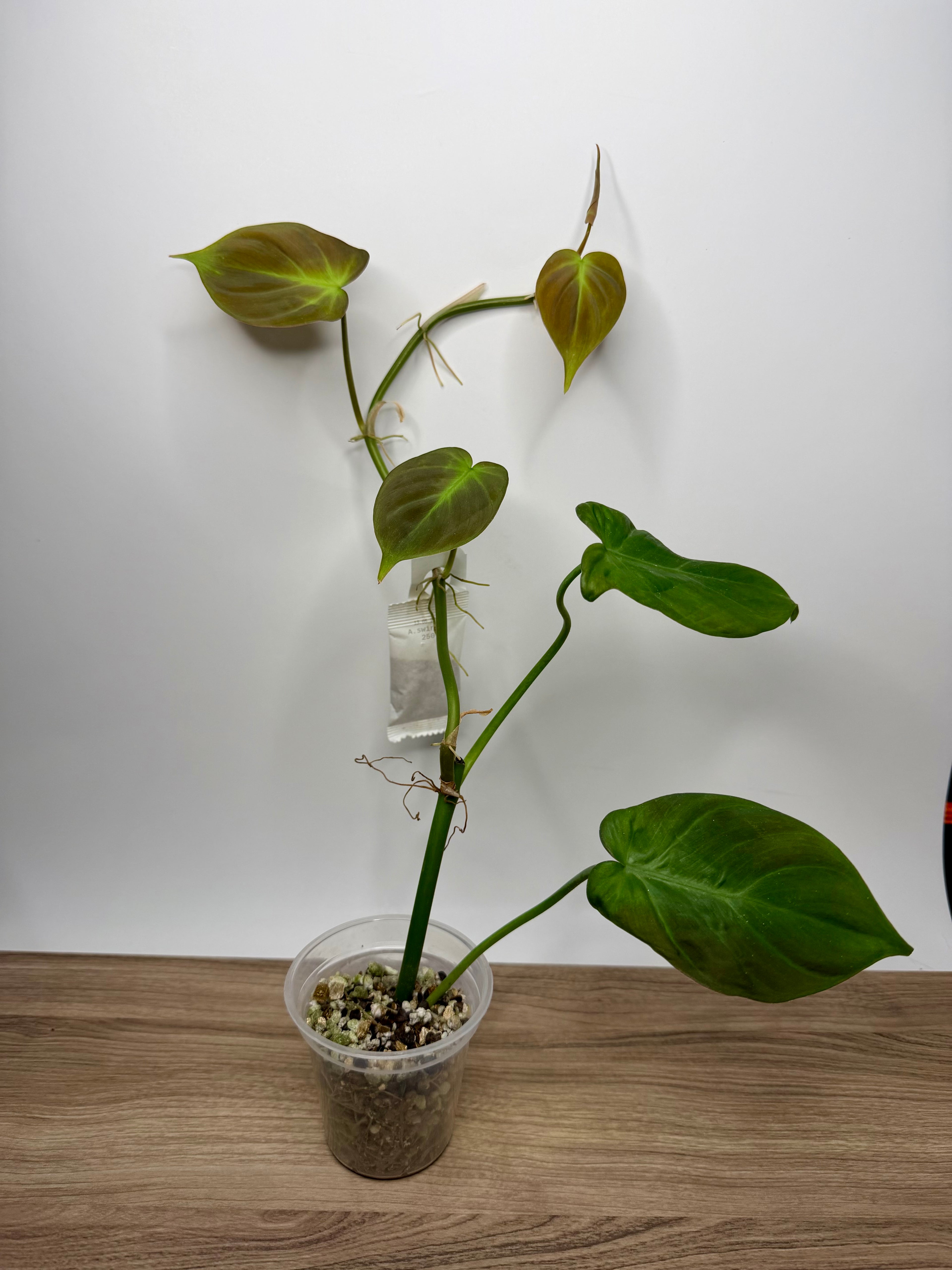 Philodendron Camposportoanum