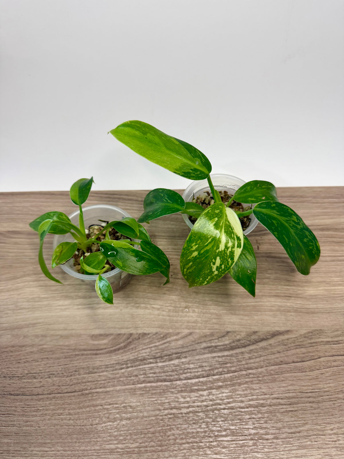 Philodendron Jose Buono Variegated