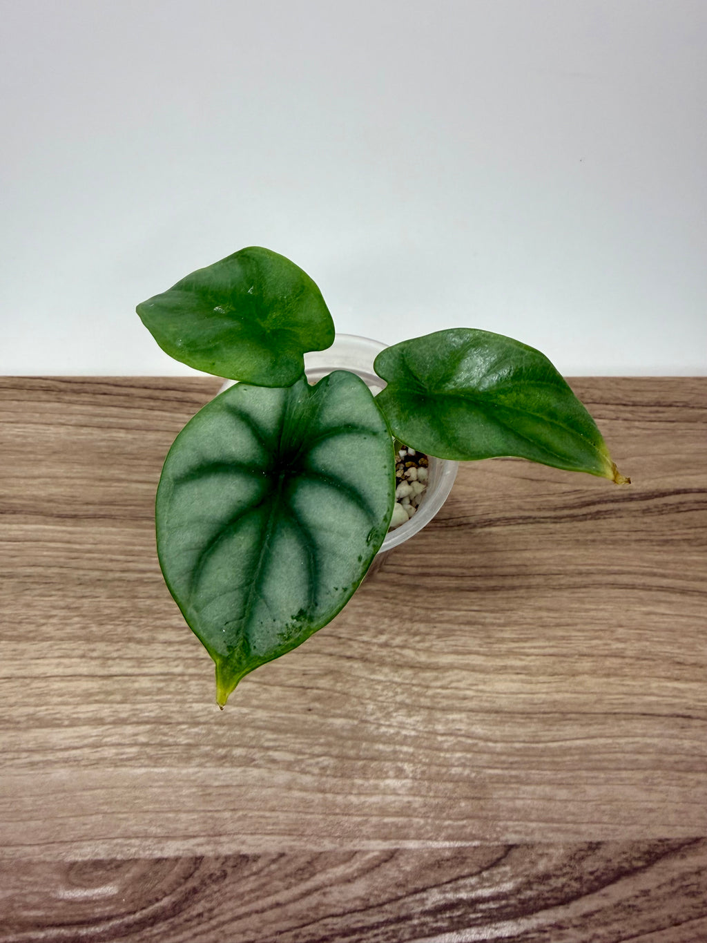 Alocasia Silver Dragon