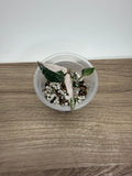 Alocasia Bambino Pink Variegated