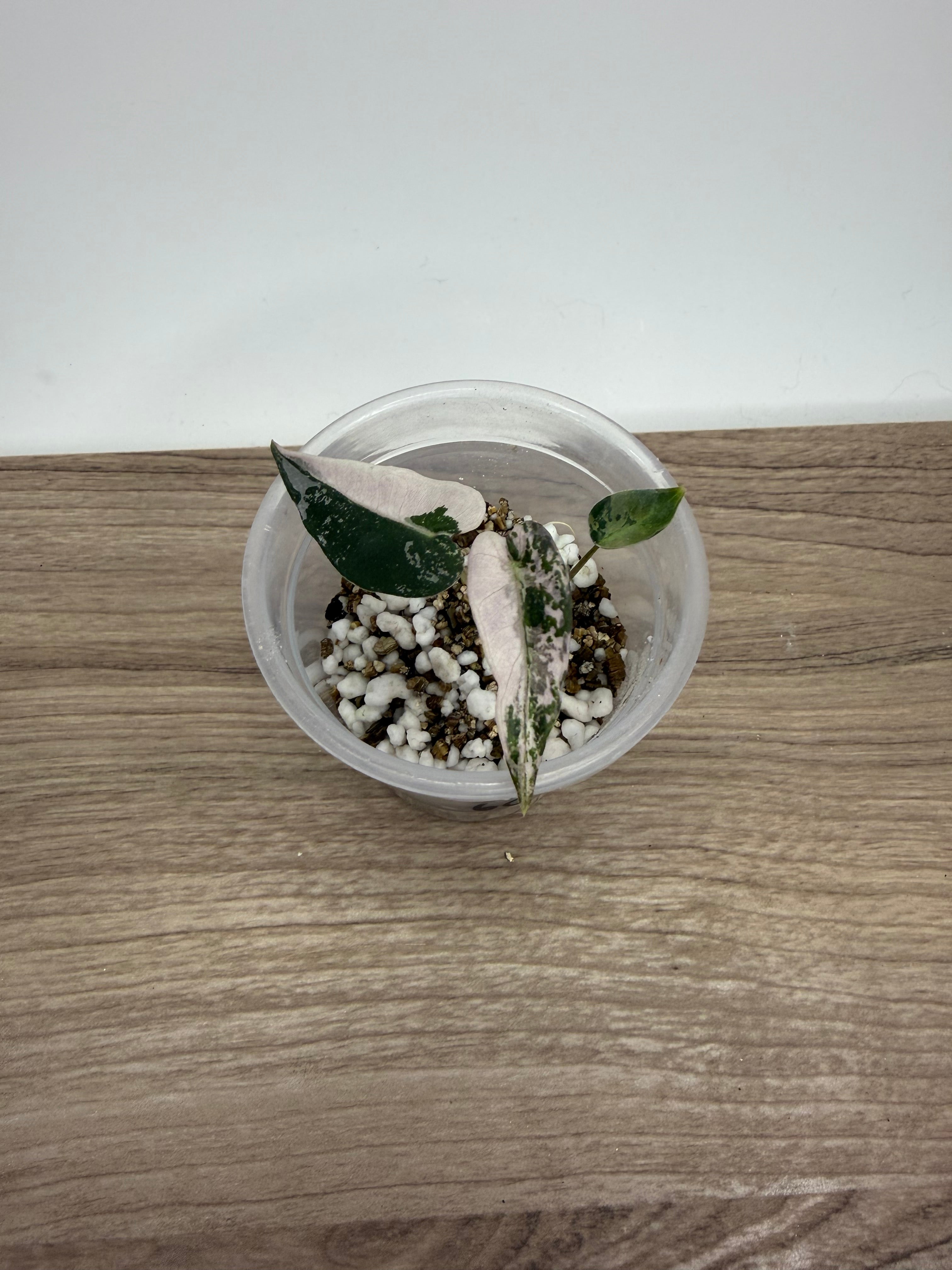 Alocasia Bambino Pink Variegated