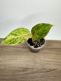 Aglaonema Pink Emerald "Kamlaithong"