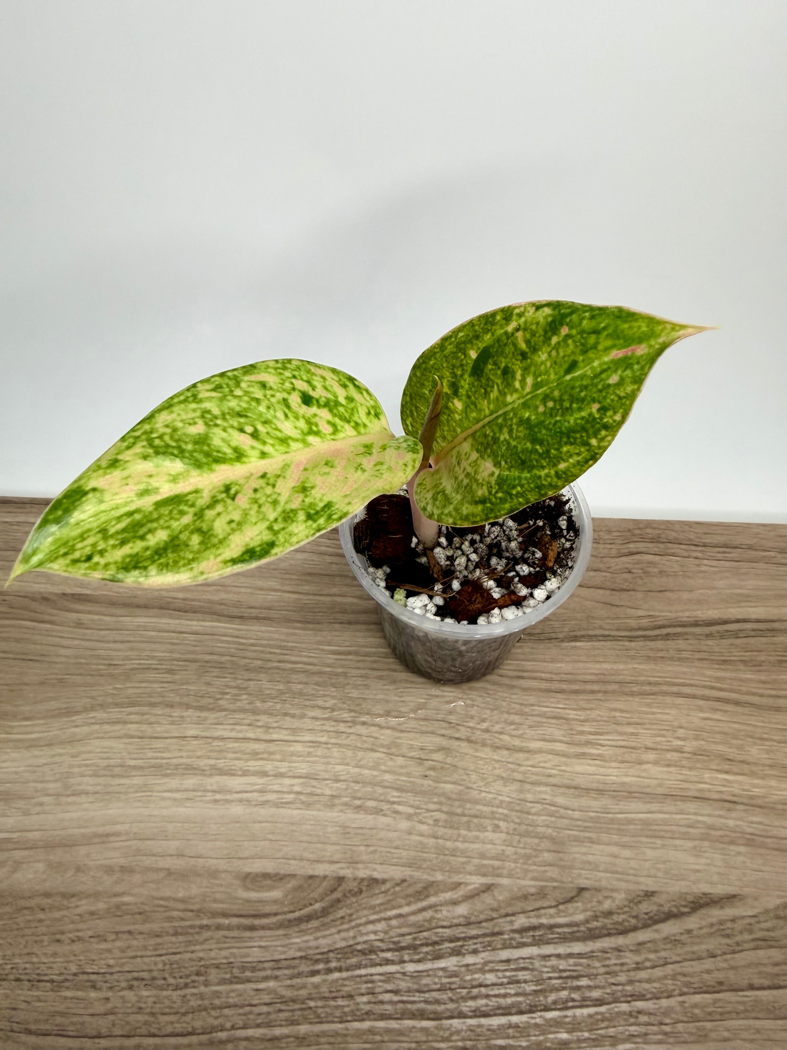 Aglaonema Pink Emerald "Kamlaithong"
