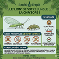 Chrysoperla carnea