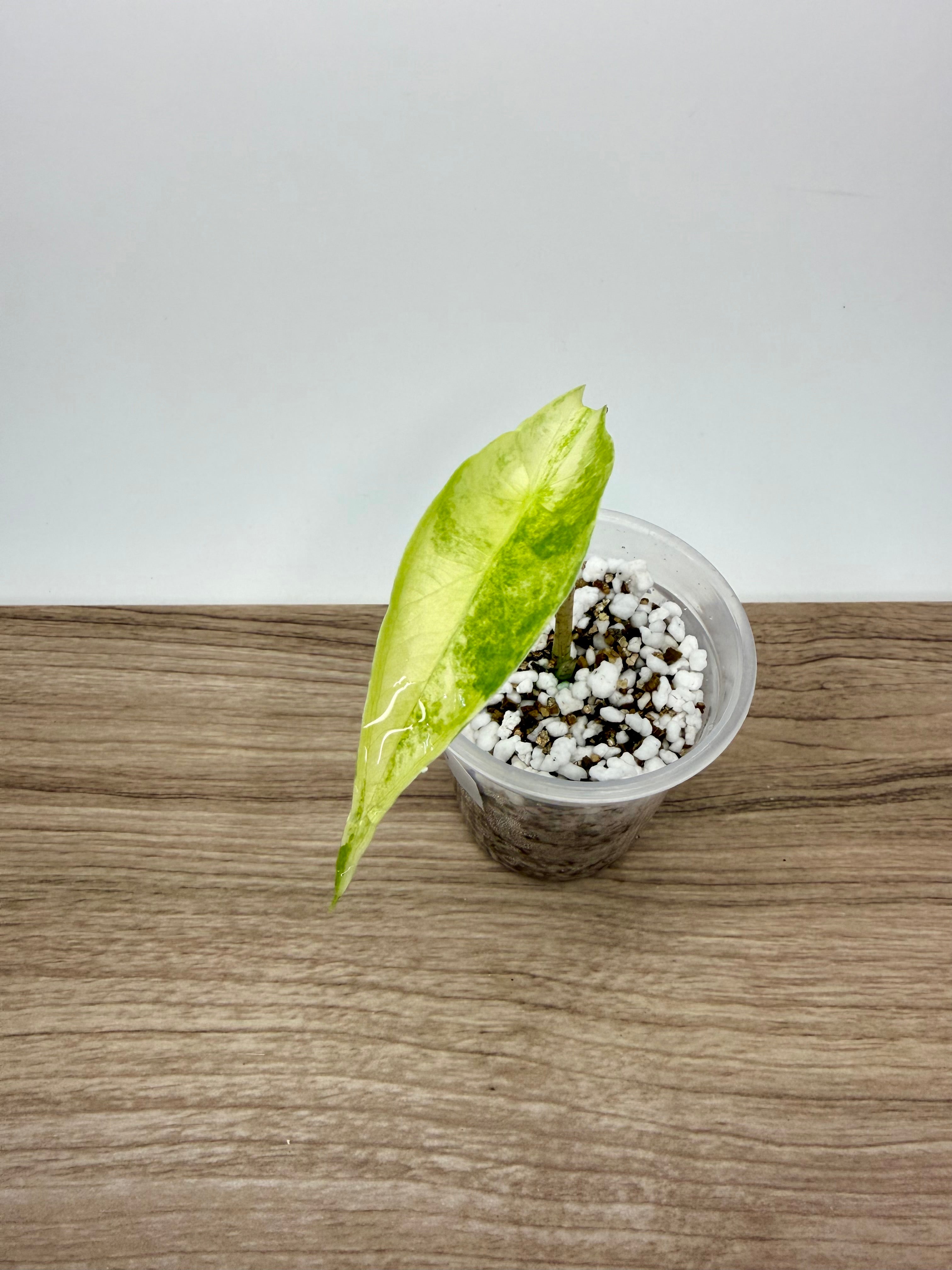 Alocasia Longiloba Albo
