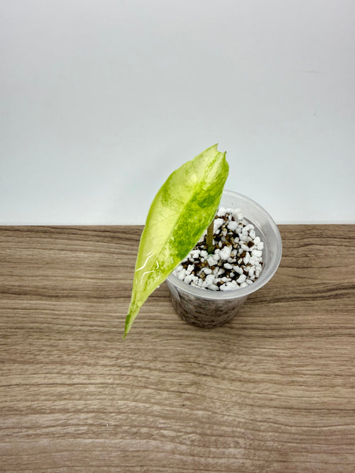 Alocasia Longiloba Albo