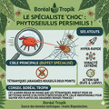 Phytoseiulus persimilis
