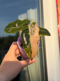 Alocasia Pseudosanderiana Pink
