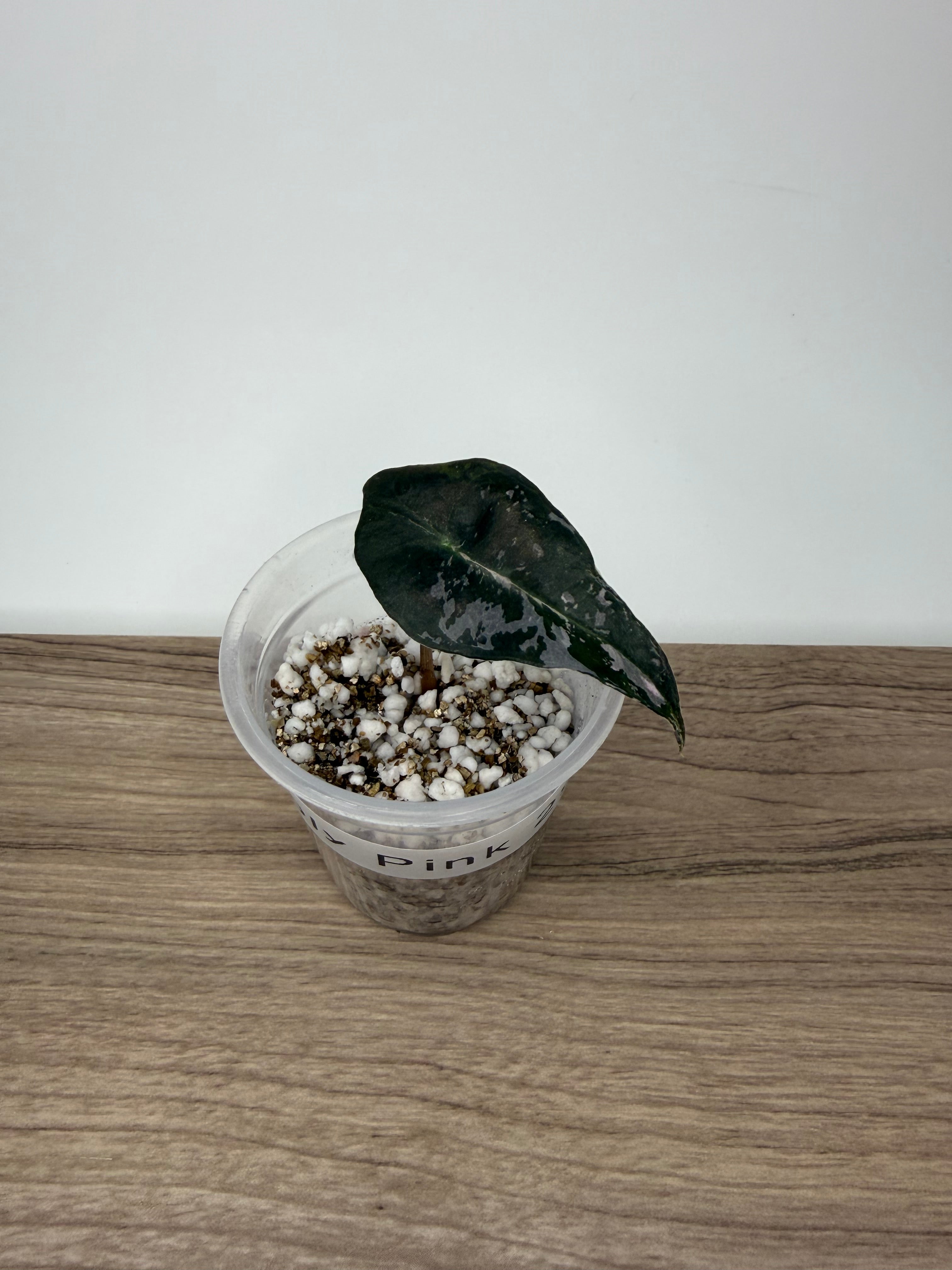 Alocasia Polly Pink