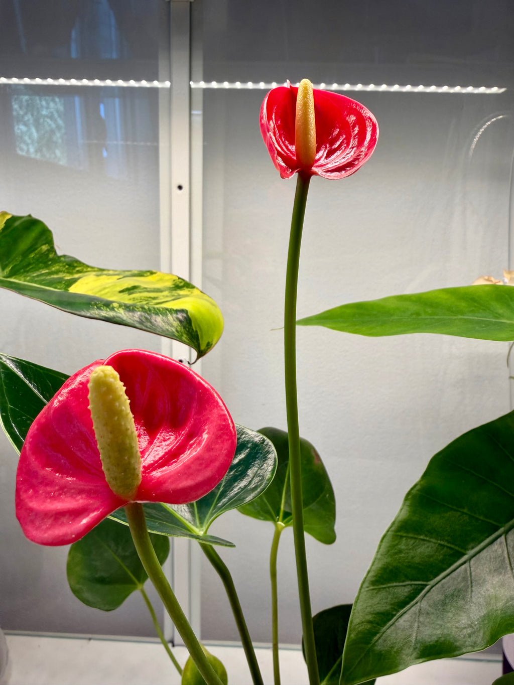 Anthurium Andraeanum – Flamant Rose