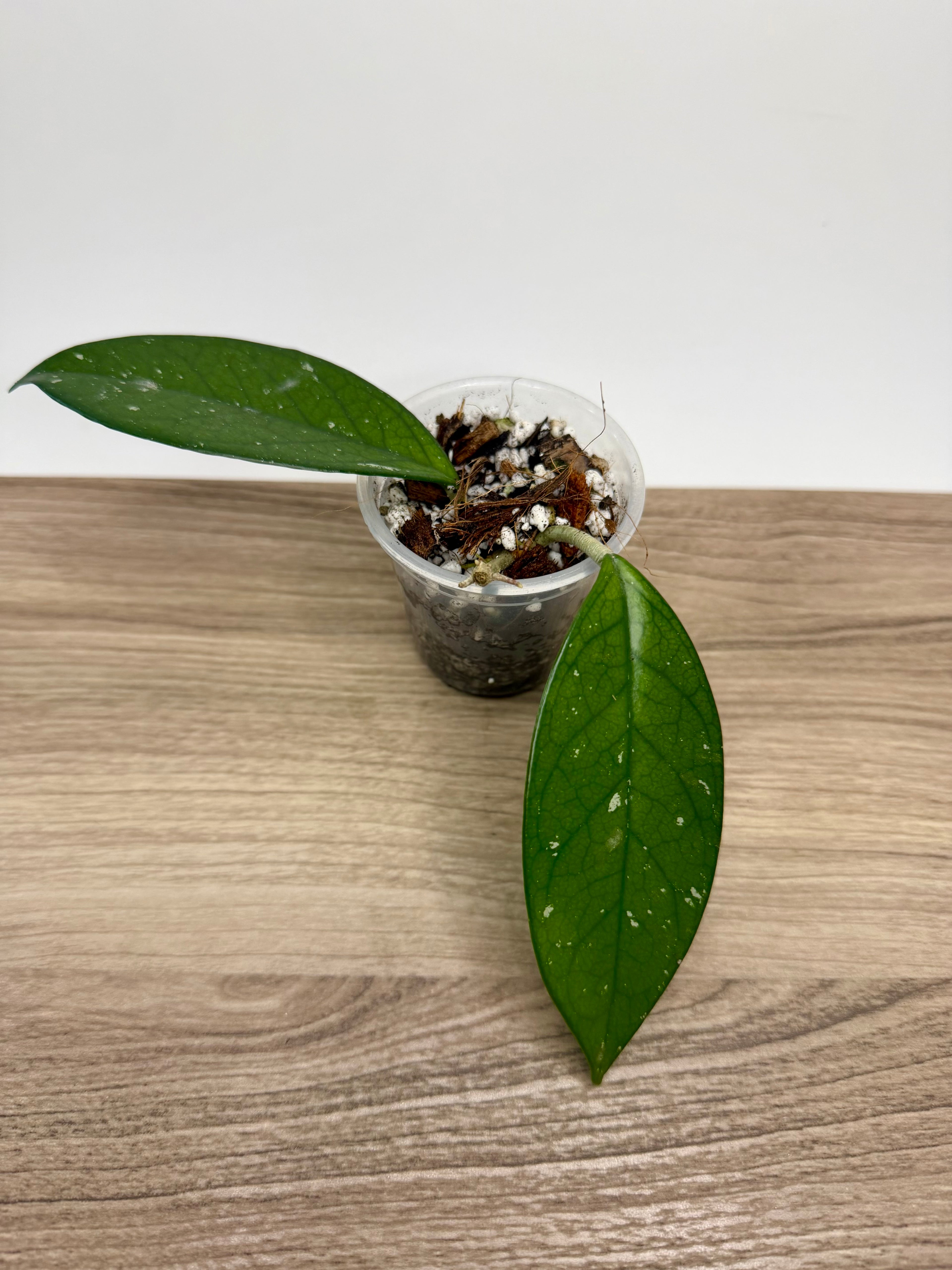 Hoya Carnosa