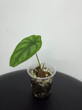 Alocasia Dragon Scale