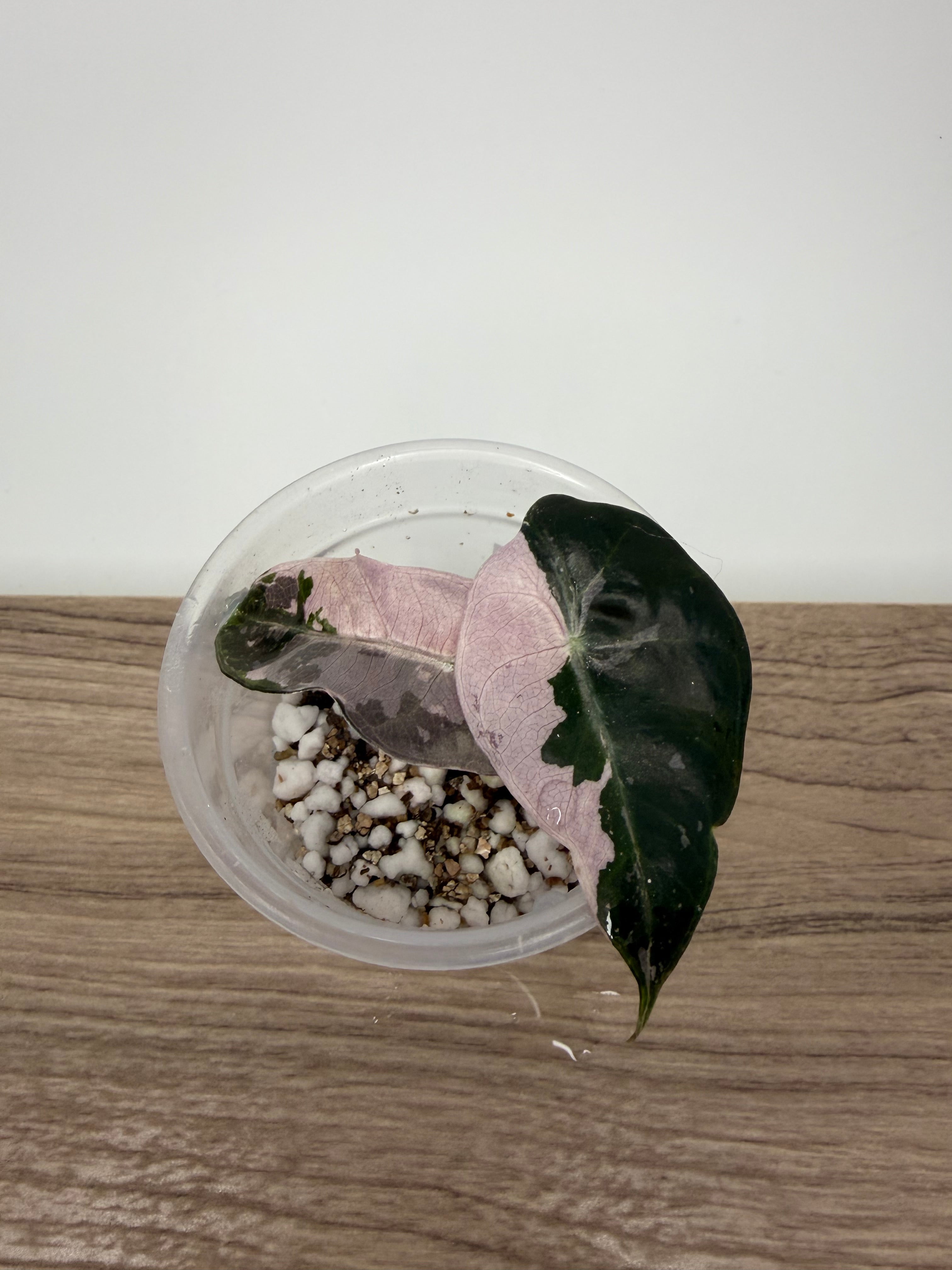 Alocasia Polly Pink