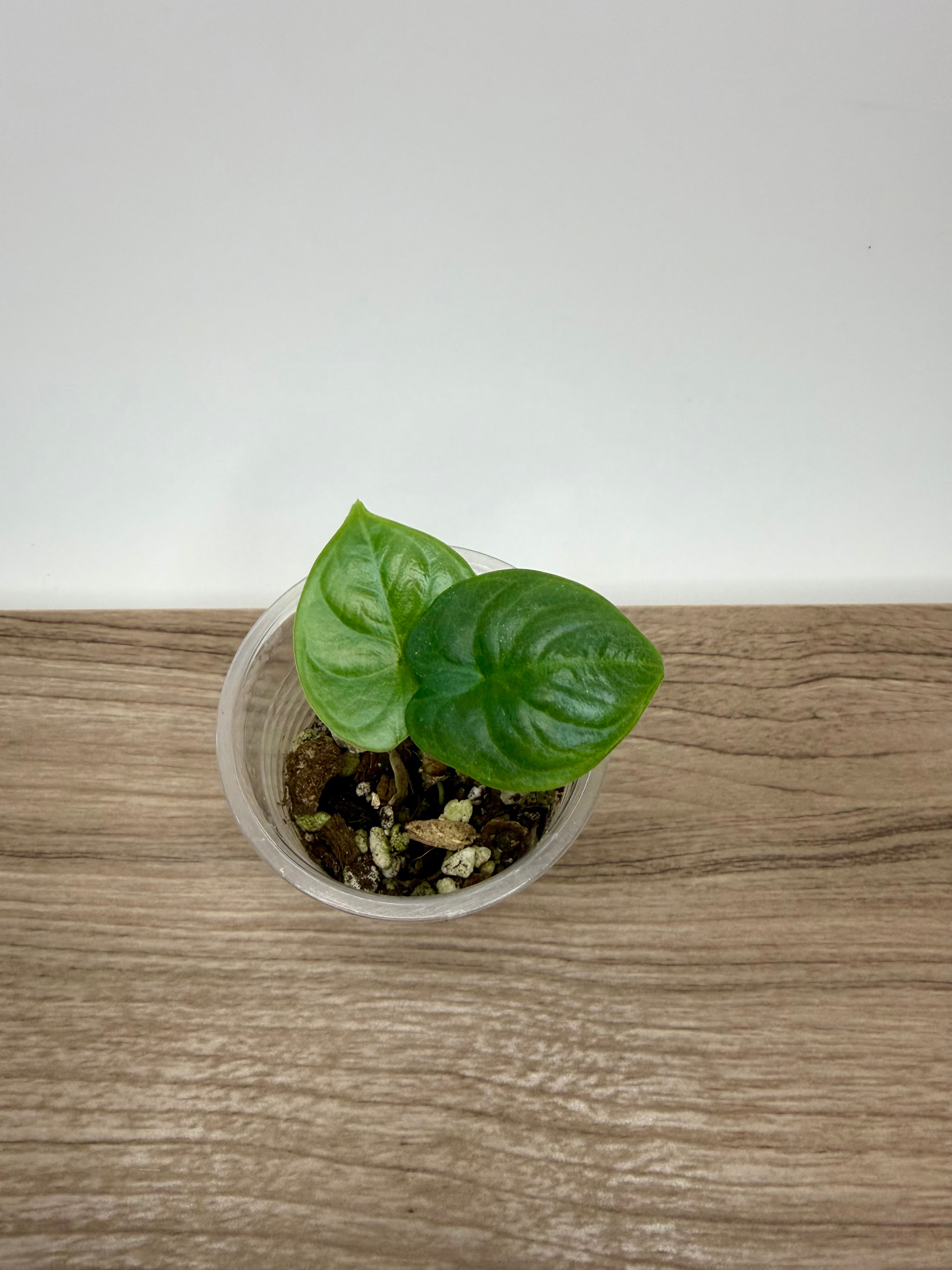 Alocasia Silver Dragon