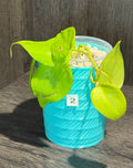 Philodendron Lemon Lime