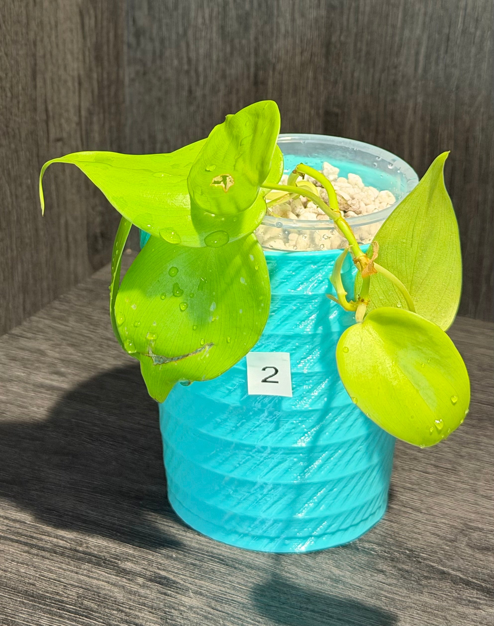Philodendron Lemon Lime