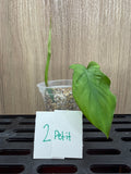 Philodendron Camposportoanum
