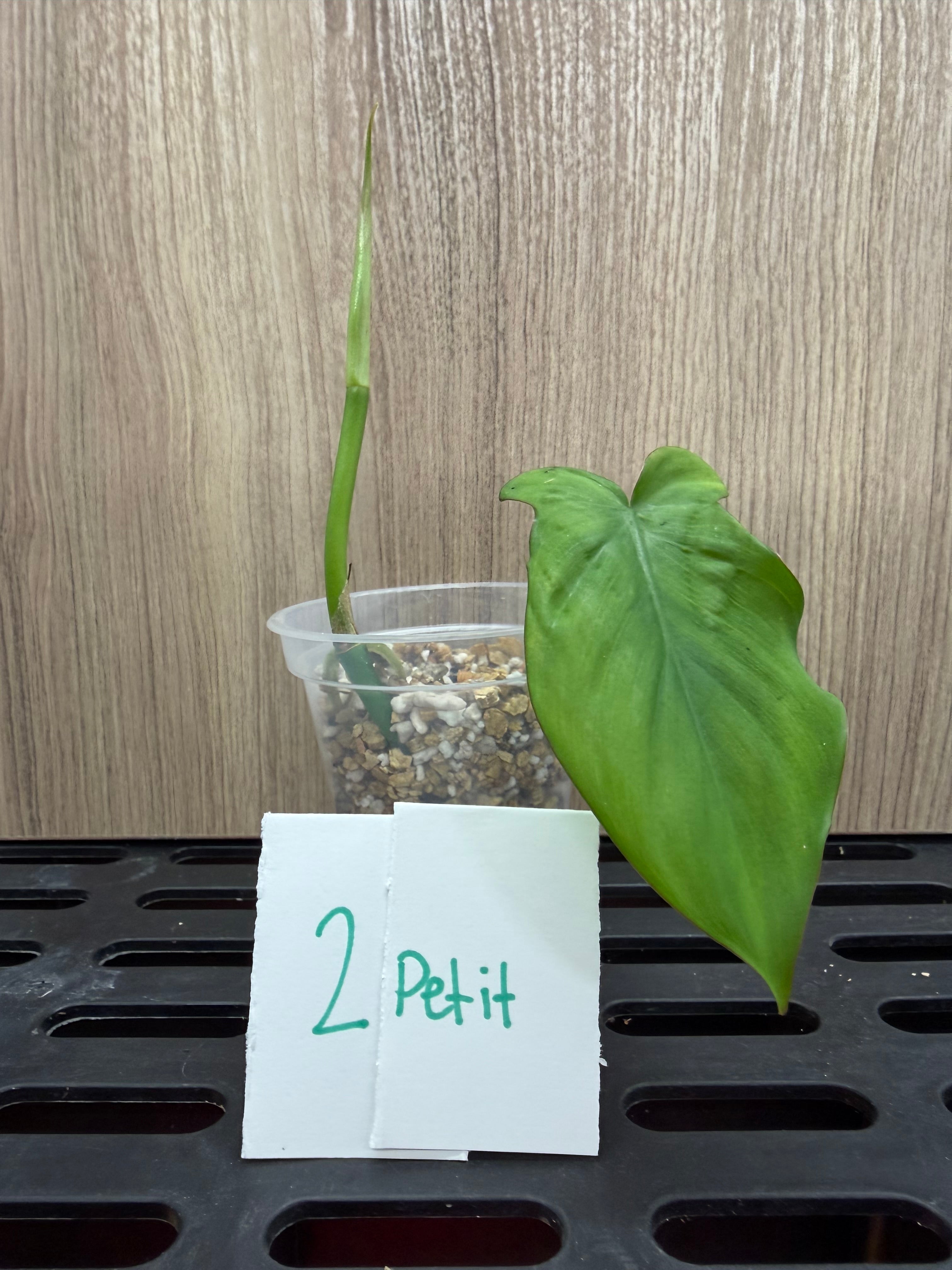 Philodendron Camposportoanum